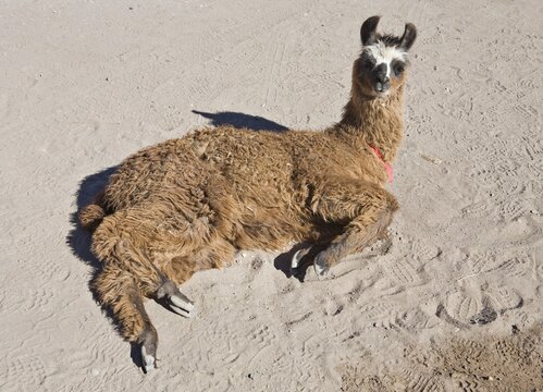 Tame Lama, Toconao, Regi&oacute;n de Antofagasta, Chile, South America