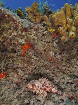 A diverse coral landscape featuring a camouflaged small scorpionfish (Scorpaena notata) resting amidst the bustling surroundings, Pasito Blanco Reef dive site, Arguinegu&iacute;n, Gran Canaria, Spain, Atlantic Ocean
