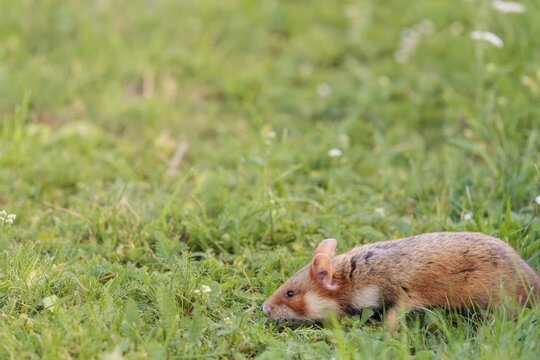 A European hamster (Cricetus cricetus) forages for food on green grass. Vienna, Austria