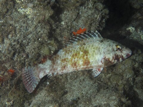 A Mediterranean parrotfish (Sparisoma cretense) sleeps on a sandy seabed at night, surrounded by seaweed, at the El Cabron Marine Reserve dive site, Arinaga, Gran Canaria, Spain, Europe, Atlantic Ocean