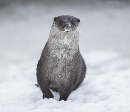 Otter (Lutra lutra) standing in the snow in winter, Germany