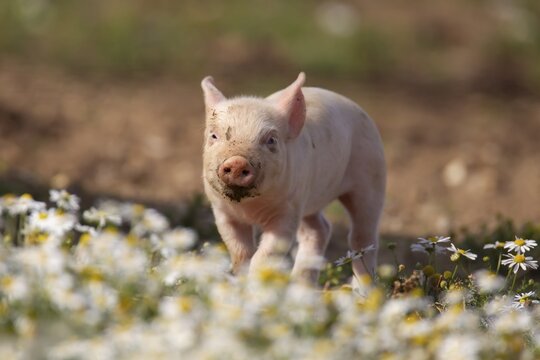 Domestic pig (Sus scrofa domesticus) juvenile baby piglet farm animal in a field in summer, England, United Kingdom