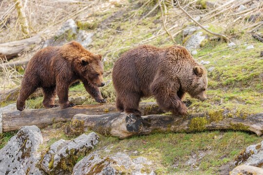 An adult female brown bear (Ursus arctos arctos) and a young male walk one behind the other on rotten tree trunks through hilly terrain