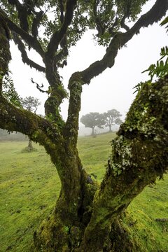 Stinkwood (Ocotea foetens) overgrown with moss and plants in the mist, Old laurel forest, Stink laurel, Laurisilva, UNESCO World Heritage Site, Fanal, Madeira, Portugal