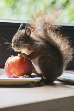 Young hand-raised squirrel (Sciurus vulgaris), eating an apple, Emsland, Lower Saxony, Germany
