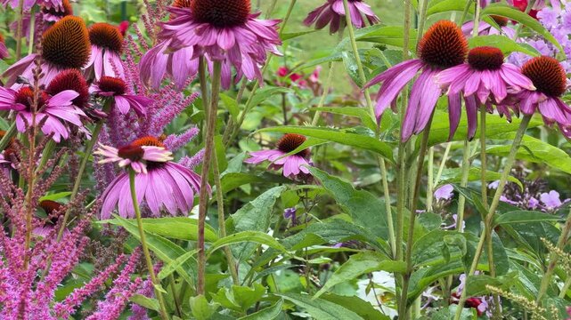 Purple coneflowers and pink astilbe in lush garden, Echinacea purpurea with feathery blooms