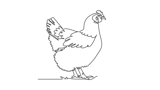 Animated self drawing of continuous line draw animal farm chicken hen standing on the ground, showcasing a feathered wings, crest comb, domestic poultry livestock fauna. Full length one line animation