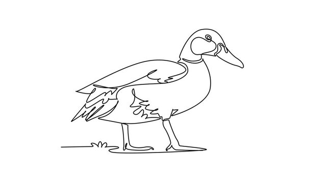 Animated self drawing of continuous line draw a domestic farm duck walking forward along the grass, layered wing feather, long bill, webbed feet, rural waterfowl charm. Full length one line animation