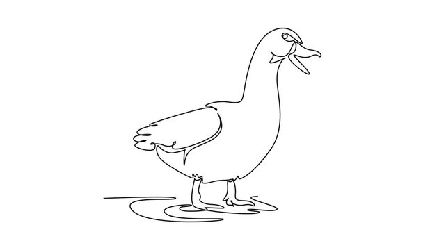 Animated self drawing of continuous line draw vocal domestic farm duck standing alertly with open beak as if quacking, webbed feet, smooth plumage, and rural livestock. Full length one line animation