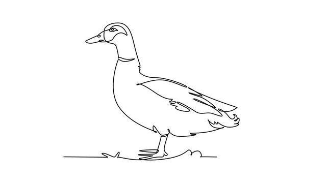 Animated self drawing of continuous line draw domestic farm duck standing calmly on ground, Smooth bill, wing feathers, webbed feet, and rural waterfowl livestock charm. Full length one line animation
