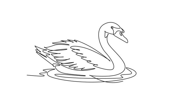 Animated self drawing of continuous line draw an animal swan swimming smoothly on water ripple, elegant curved neck, feather plumage, and serene aquatic wildlife nature. Full length one line animation