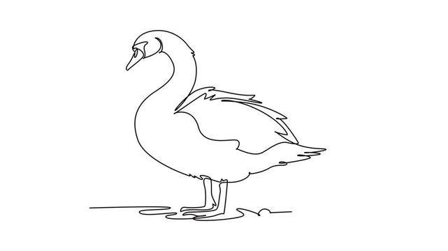 Animated self drawing of continuous line draw graceful farm swan standing near ground. Its elegant curved neck, feathered wings, webbed feet, tranquil waterfowl beauty. Full length one line animation