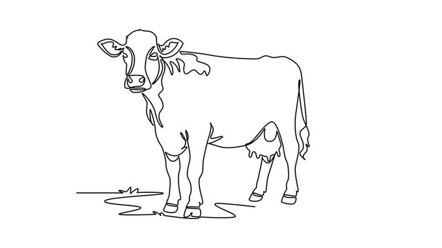 Self drawing animation single line draw animal farm dairy cow on the pasture ground. Domestic cattle livestock biology, rural agriculture, ranch nature art. Continuous line draw. Full length animated