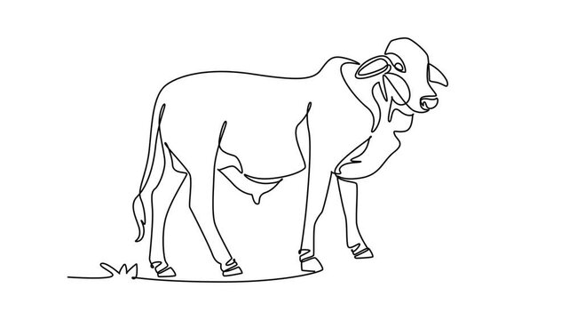 Animated self drawing of continuous line draw animal zebu brahman cow standing in a pasture. Its distinctive shoulder hump, dewlap, hooves, and rural livestock biology. Full length one line animation