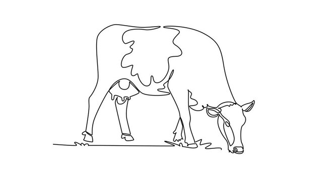 Animated self drawing of continuous line draw a dairy cow grazing calmly on pasture grass. Distinct udder, spotted body marking, and rural agricultural livestock charm. Full length one line animation