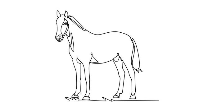 Self drawing animation of single line draw farm horse standing peacefully on the pasture grass. Trimmed mane, slender legs, domestic equine nature, rustic ranch. Continuous line. Full length animated