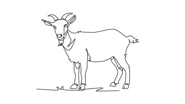 Self drawing animation of single line draw domestic farm goat standing alertly in field. Curved horns, a distinct chin beard, hooves, rural livestock charm. Continuous line draw. Full length animated