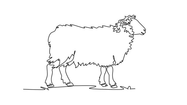 Self drawing animation single line draw fluffy farm sheep standing attentively on the ground. Wool fleece, domestic livestock biology, pastoral agriculture. Continuous line draw. Full length animated