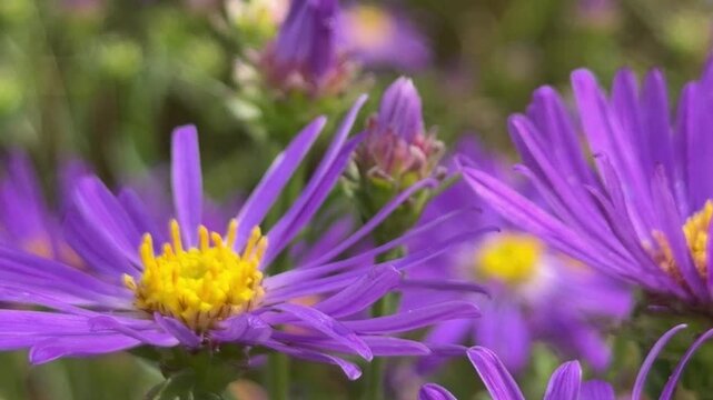 Purple aster with yellow center and hoverfly, Symphyotrichum dumosum with bee-like fly