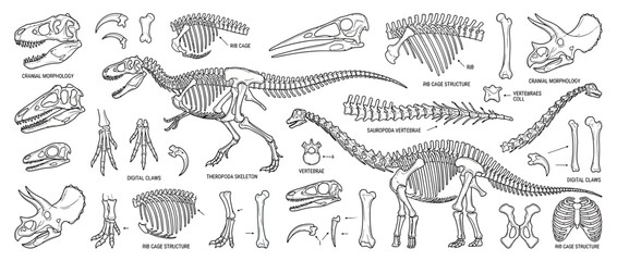 Vintage Dinosaur Skeletons and Anatomy Illustrations © clara