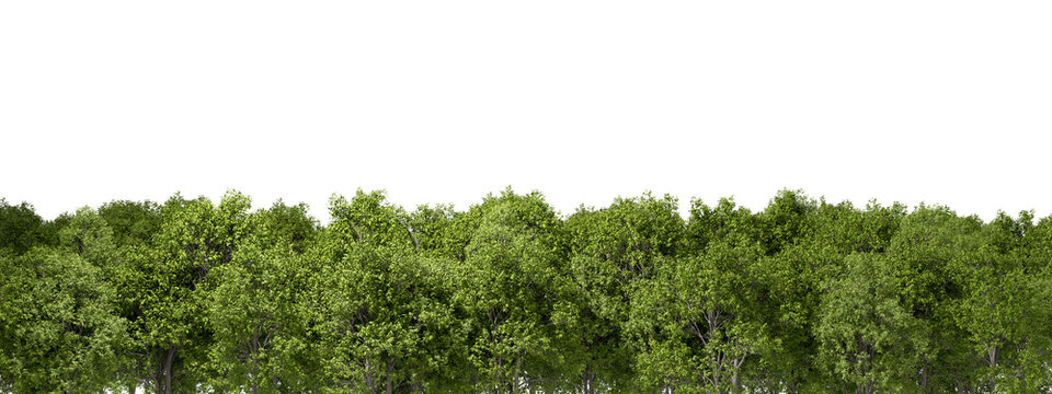 Greenery trees woods canopy row isolate transparent backgrounds 3d render png