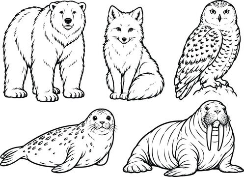 Arctic animals illustration features a polar bear animal