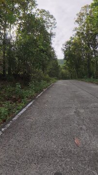 Winding concrete road through dense tropical forest, surrounded by tall trees, green vegetation and natural woodland in a quiet mountain environment.