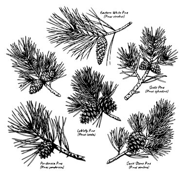 Detailed botanical illustration of various pine tree branc set with simple line art design featuring outline, illustration, graphic elements with clean design and vector art
