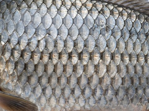 Close-up macro texture of shiny silver fish scales. Detailed natural geometric pattern of aquatic animal skin showing overlapping metallic scales. Perfect for backgrounds.
