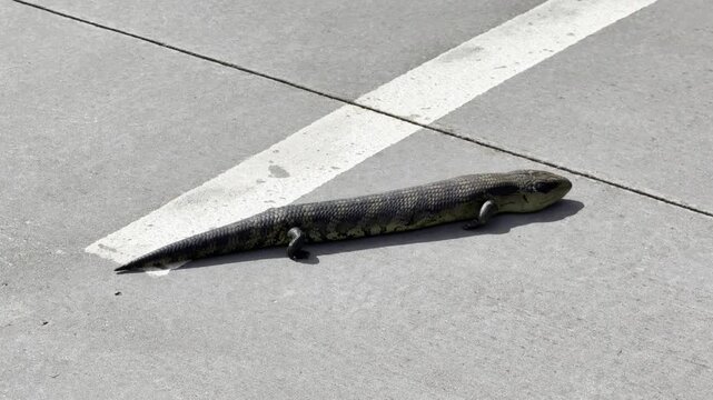 A blue-tongue lizard, freshly awake, walks along the path near the Maribyrnong River in spring, Melbourne, Victoria, Australia.