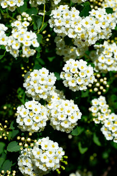 blooming white Spiraea vanhouttei clusters close-up, bridal wreath spirea flowers with green leaves in spring, macro shot of white spiraea shrub inflorescence under sunlight