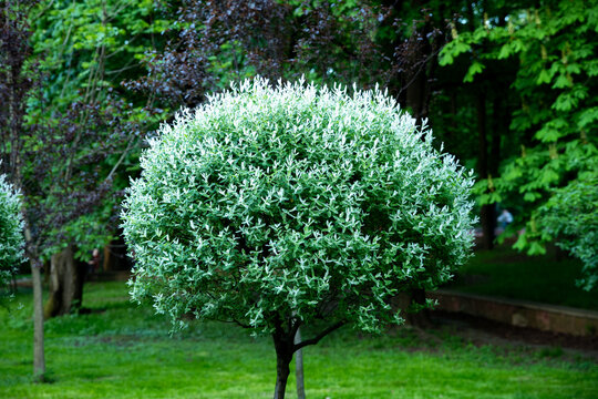 round Hakuro Nishiki dappled willow tree in park, decorative spherical Salix integra bush with variegated leaves, ornamental round willow tree on stem in green garden