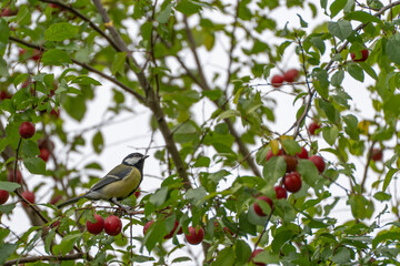 A small great tit perches near the edge of a cherry plum tree, with ripe red fruit clusters visible on both sides. © Jakob