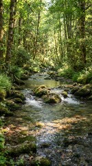 Fototapeta premium Lush green forest stream with sunlight filtering through the trees.