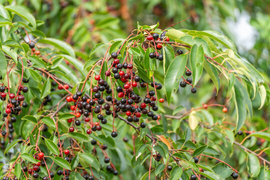 A dense raceme of small bird cherries ripens from red to black, hanging low on a leafy branch.