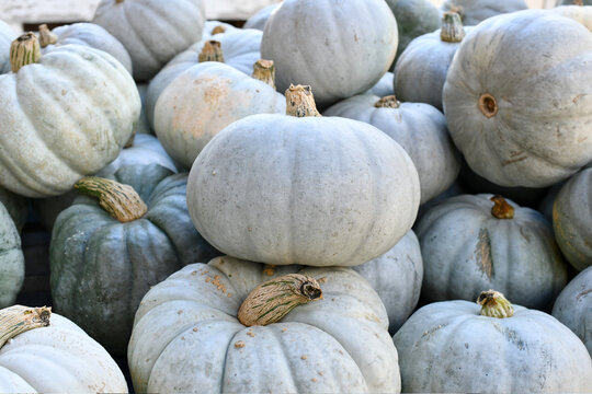 Sweet Meat Winter Squashes with pale bluish skin