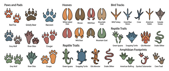 Obraz premium Animal Tracks and Footprints Collection Isolated