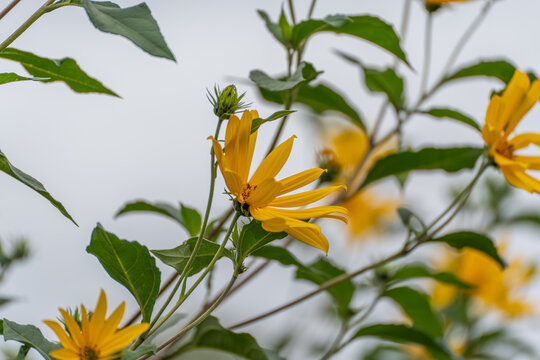 A Jerusalem artichoke flower blooms in the foreground with several additional blooms softly blurred behind it, set against a pale grey sky.