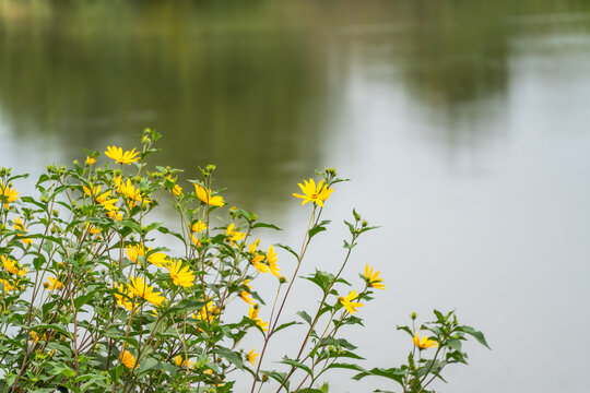Tall Jerusalem artichoke flowers bloom along the grassy edge of a calm pond, its still water reflecting the surrounding trees.