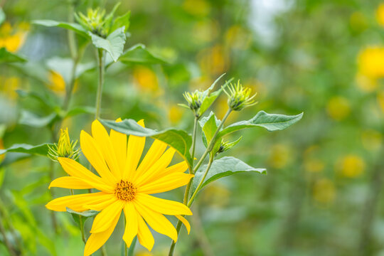 A Jerusalem artichoke flower blooms in close-up with several unopened buds and leaves visible against a softly blurred green background.