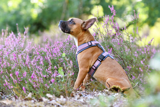 Mixed breed dog wearing a Y-harness in purple heather flower field