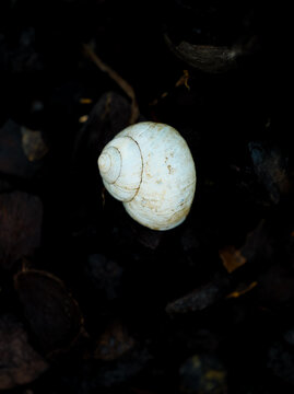 Close-up macro of the texture of a land snail's shell