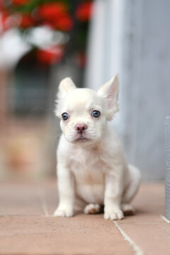 Fluffy platinum tan French Bulldog dog puppy with large eyes sitting outdoors