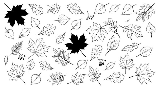 Flat lay vector illustration of various autumn leaves scat set with simple line art design featuring line art, illustrations, graphic resources with vector and design elements