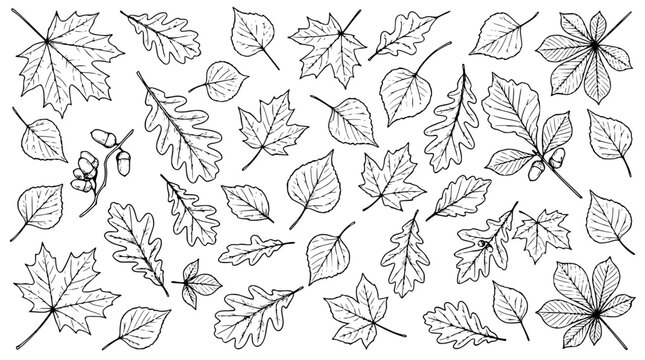 Flat lay vector illustration of various autumn leaves scat set with simple line art design featuring outline, illustration, graphic elements with clean design and vector art