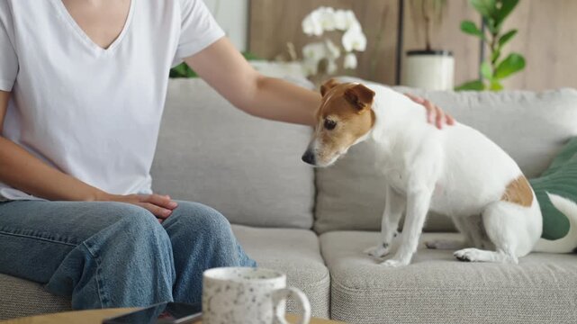 Woman training and interacting with a small dog using a hand cue at home.