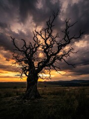 Fototapeta premium Silhouette of a gnarled ancient tree against a dramatic stormy sunset sky.
