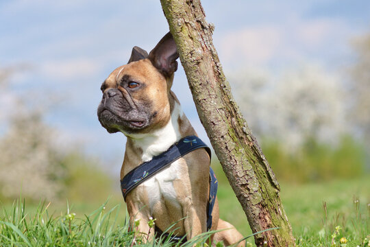 Fawn French Bulldog dog sitting on grass meadow