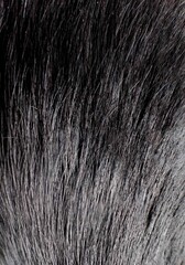 A close-up view showing the dense, soft texture of dark black animal fur © AnnaSid