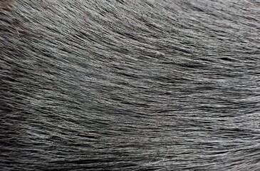 A close-up view showing the dense, soft texture of dark black animal fur © AnnaSid